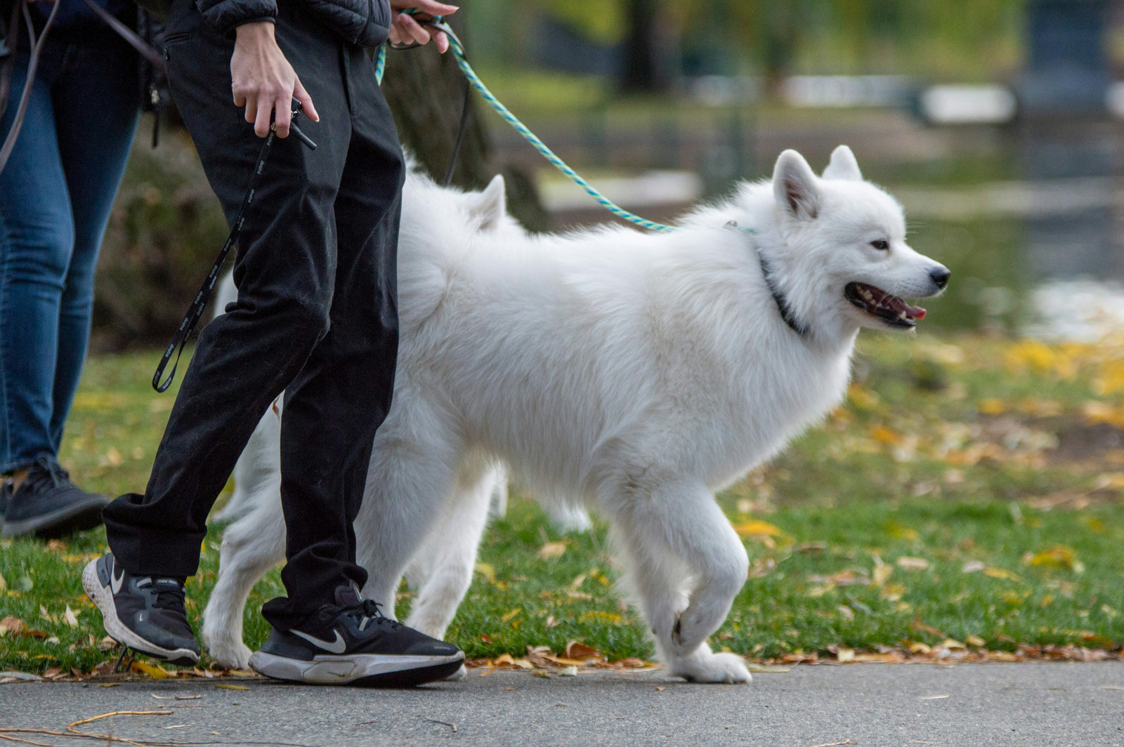 Your dog still wants to be part of everything