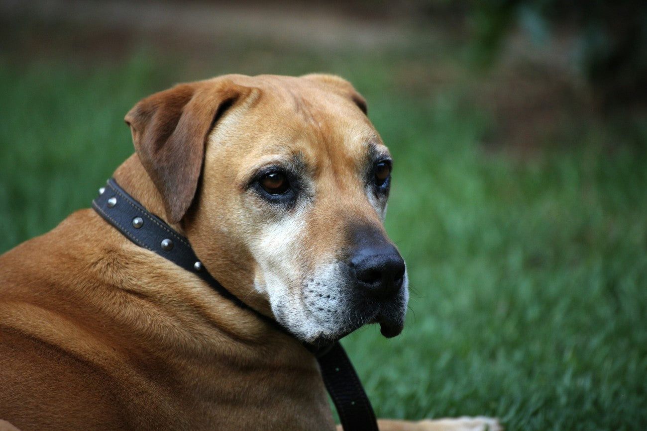 Natural support begins with understanding what your dog needs