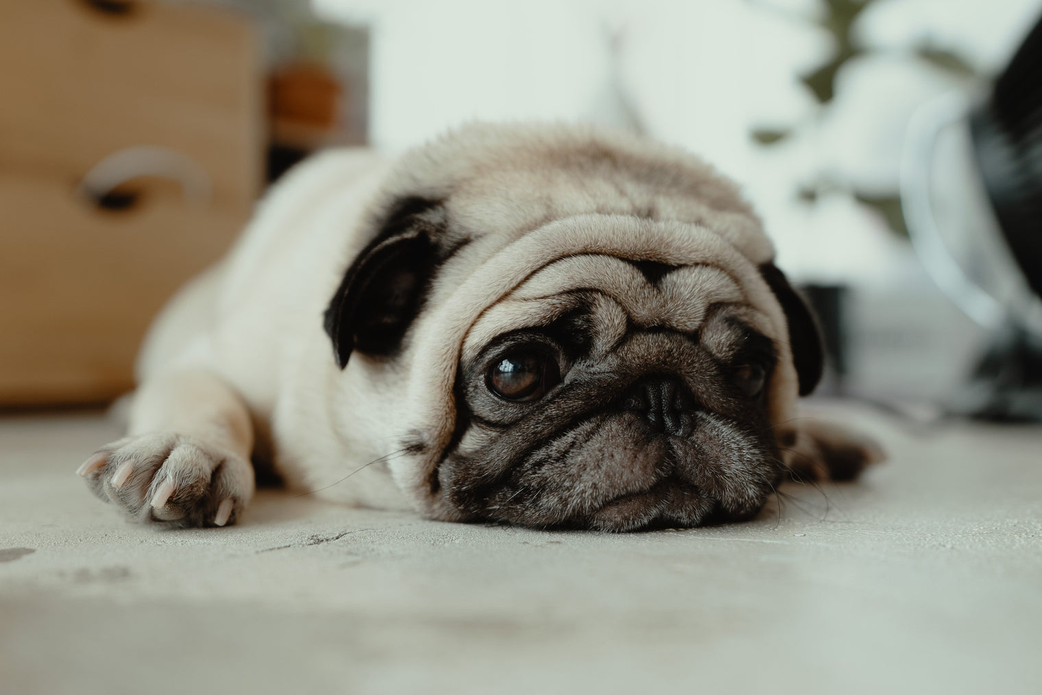 Is Arthritis Slowing Your Dog Down? A Natural Way to Help