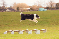 Leesa, Jirou and Farah