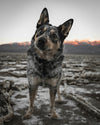 Max